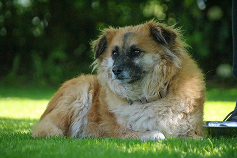 Hundewiese Eickhorst