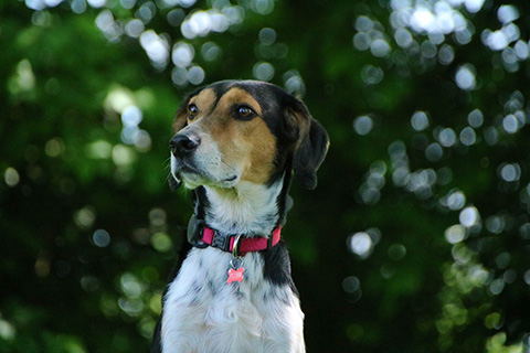 Hundewiese Eickhorst