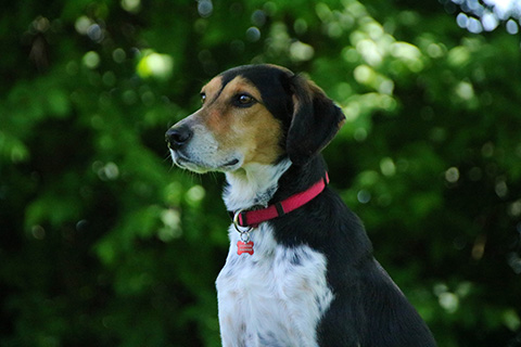 Hundewiese Eickhorst