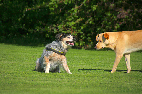Hundewiese Eickhorst