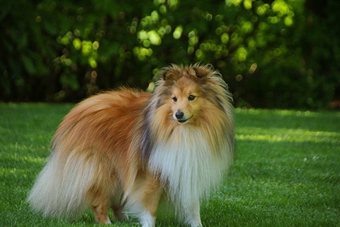 Hundewiese Eickhorst