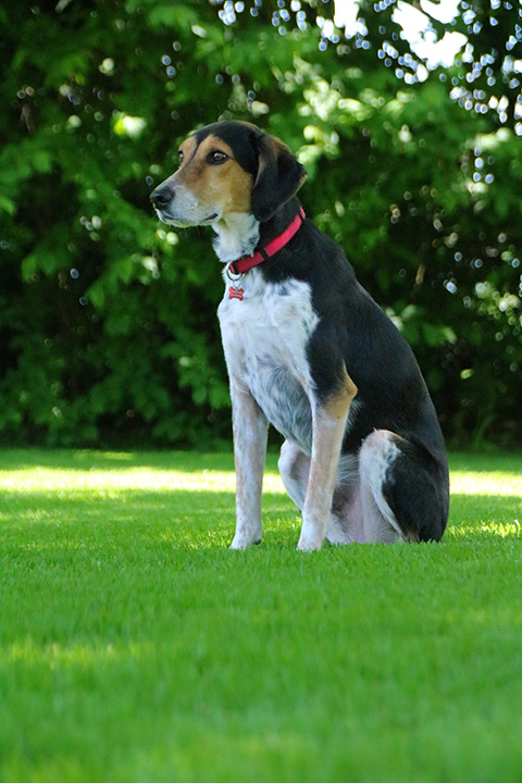 Hundewiese Eickhorst