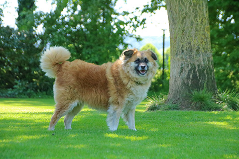 Hundewiese Eickhorst