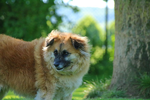 Hundewiese Eickhorst