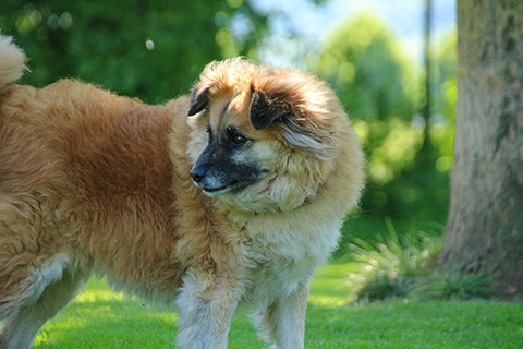 Hundewiese Eickhorst