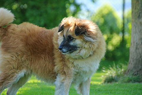 Hundewiese Eickhorst