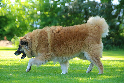 Hundewiese Eickhorst
