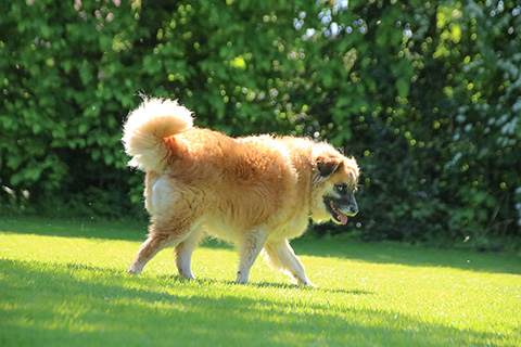 Hundewiese Eickhorst