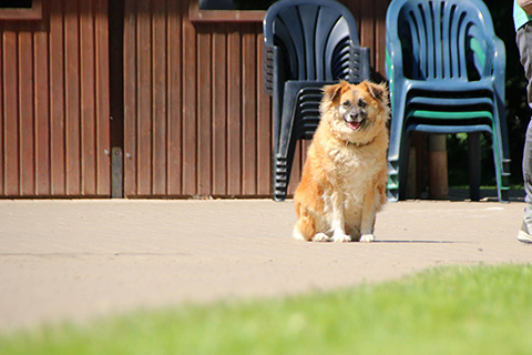 Hundewiese Eickhorst