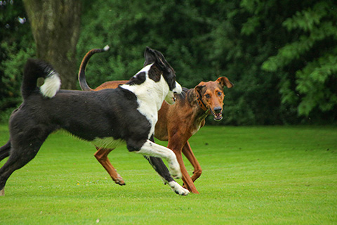 Hundewiese Eickhorst