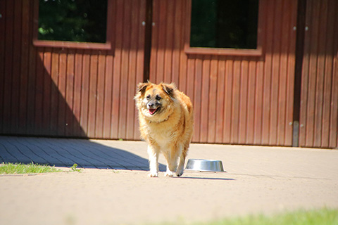 Hundewiese Eickhorst