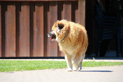 Hundewiese Eickhorst