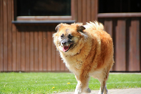 Hundewiese Eickhorst