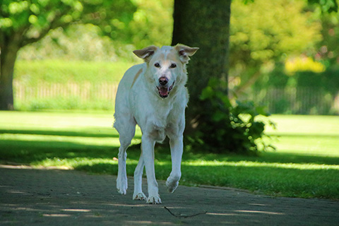 Hundewiese Eickhorst