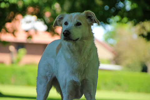 Hundewiese Eickhorst