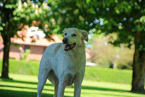Hundewiese Eickhorst