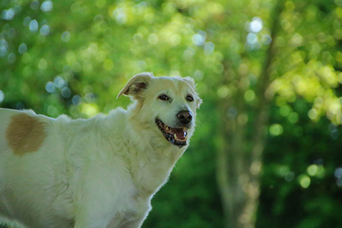 Hundewiese Eickhorst