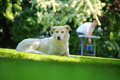 Hundewiese Eickhorst