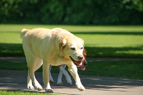 Hundewiese Eickhorst