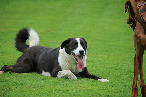 Hundewiese Eickhorst