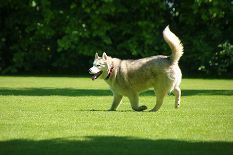Hundewiese Eickhorst