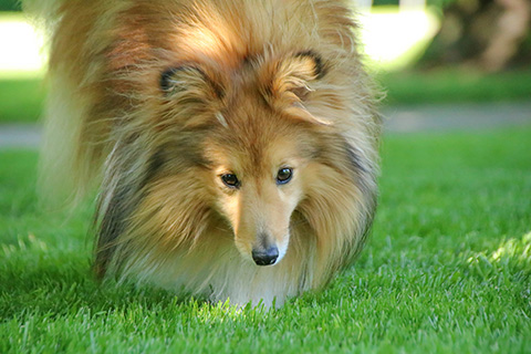 Hundewiese Eickhorst