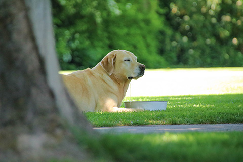 Hundewiese Eickhorst