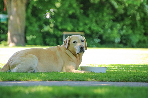Hundewiese Eickhorst