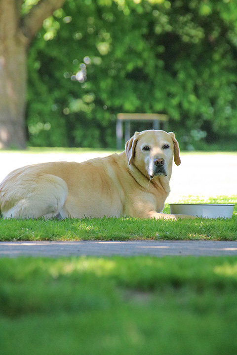 Hundewiese Eickhorst
