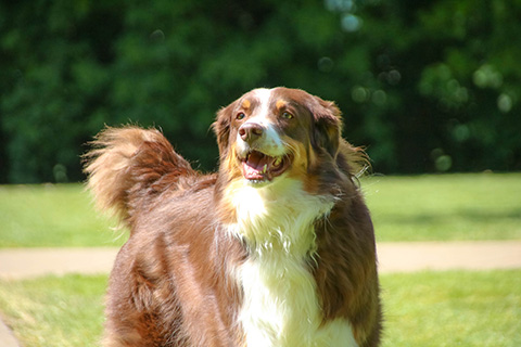 Hundewiese Eickhorst
