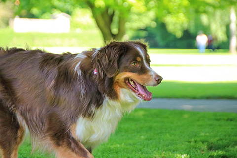 Hundewiese Eickhorst