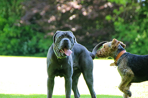 Hundewiese Eickhorst