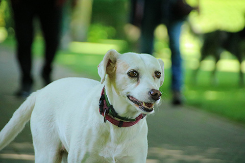 Hundewiese Eickhorst