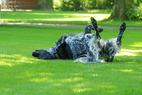 Hundewiese Eickhorst