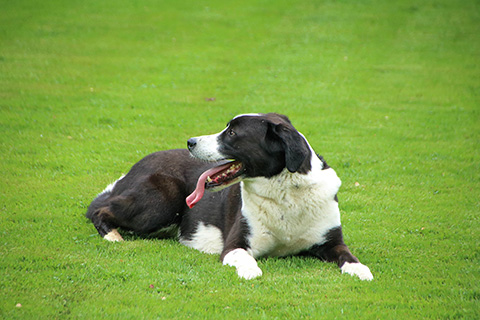 Hundewiese Eickhorst