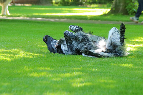 Hundewiese Eickhorst
