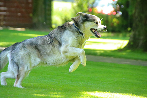 Hundewiese Eickhorst