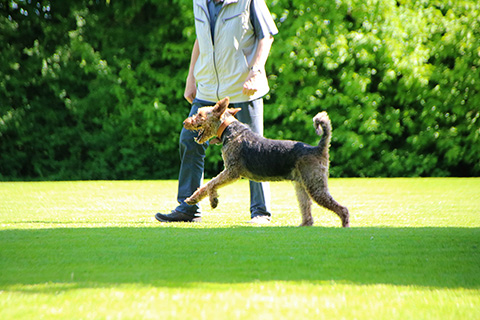 Hundewiese Eickhorst
