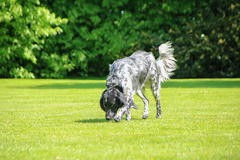 Hundewiese Eickhorst
