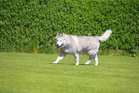 Hundewiese Eickhorst