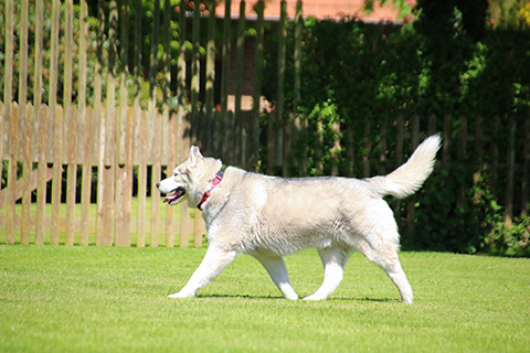 Hundewiese Eickhorst