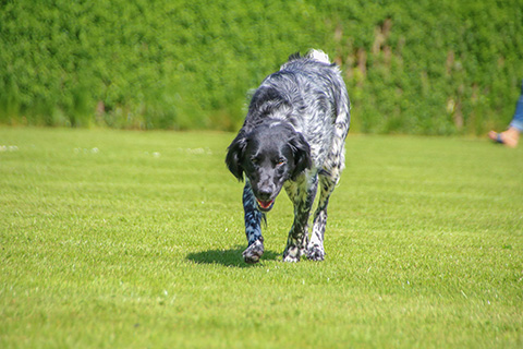 Hundewiese Eickhorst
