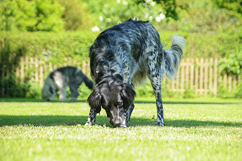 Hundewiese Eickhorst
