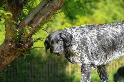 Hundewiese Eickhorst