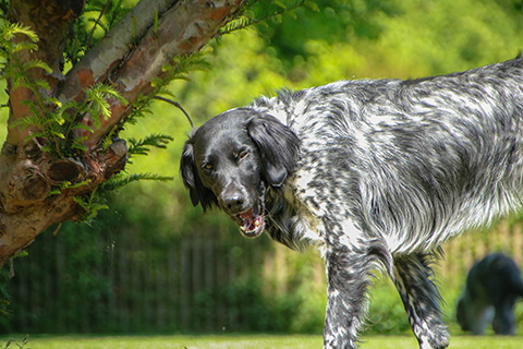 Hundewiese Eickhorst