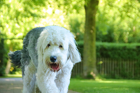 Hundewiese Eickhorst
