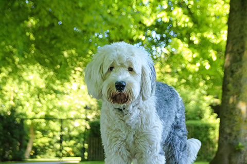 Hundewiese Eickhorst