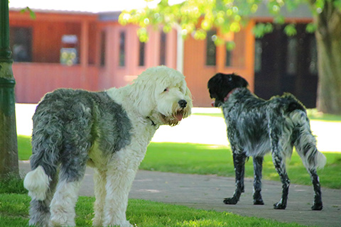 Hundewiese Eickhorst