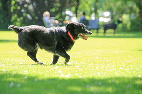 Hundewiese Eickhorst