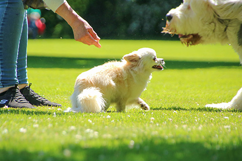 Hundewiese Eickhorst
